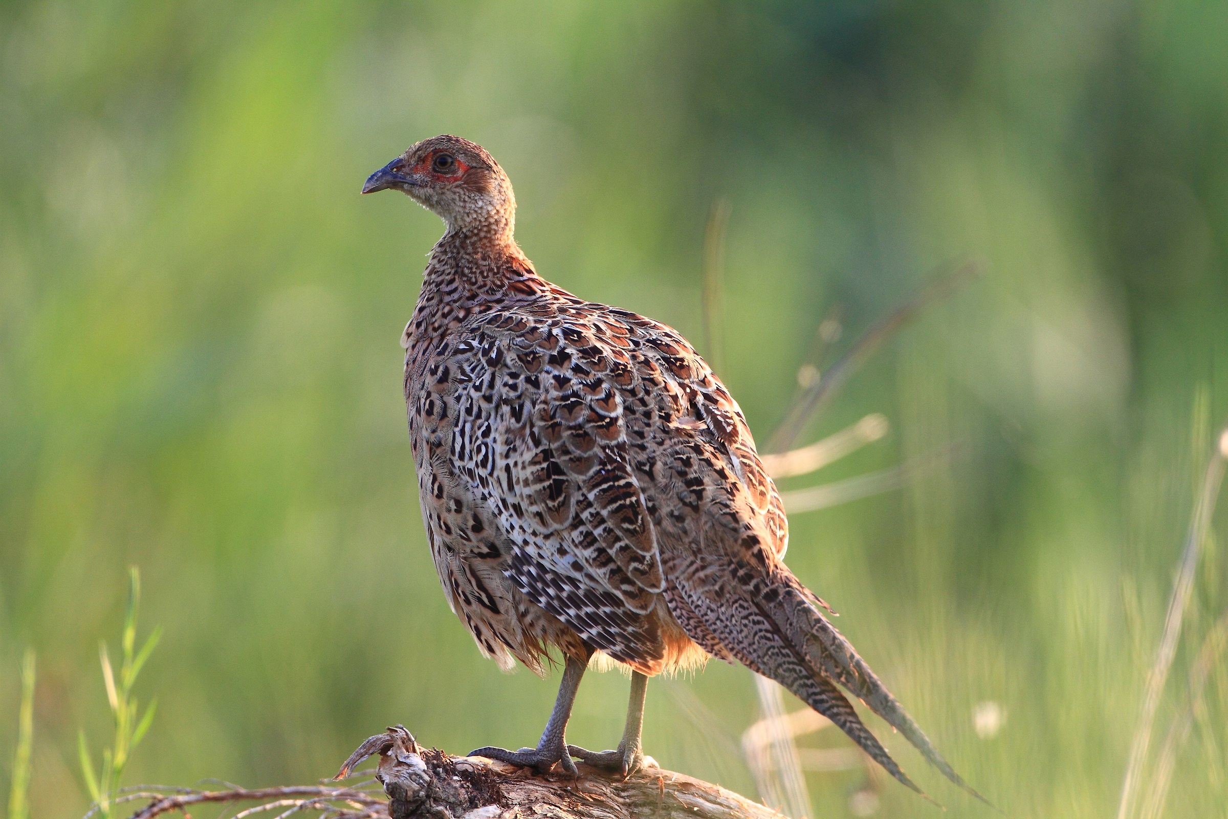 female pheasant