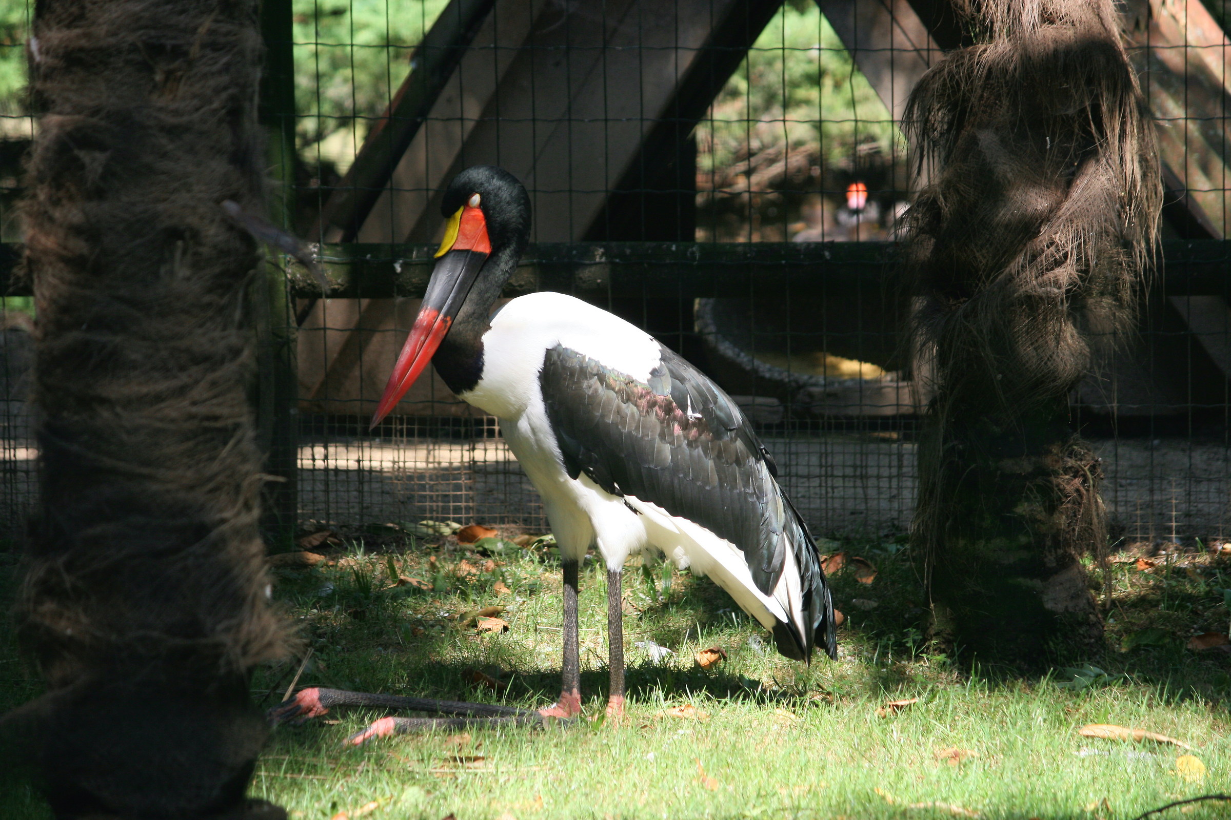 mitteria del senegal