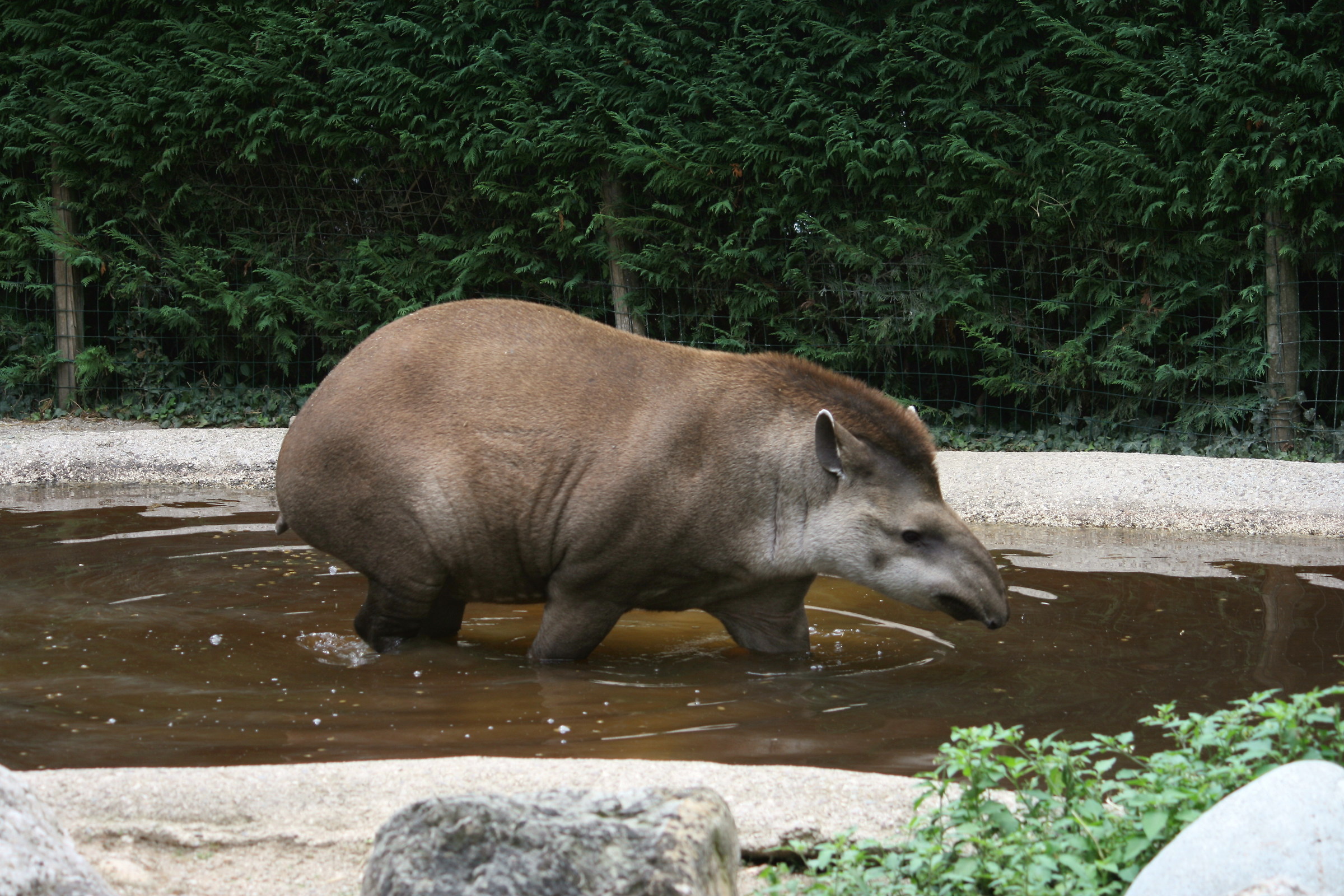 tapiro