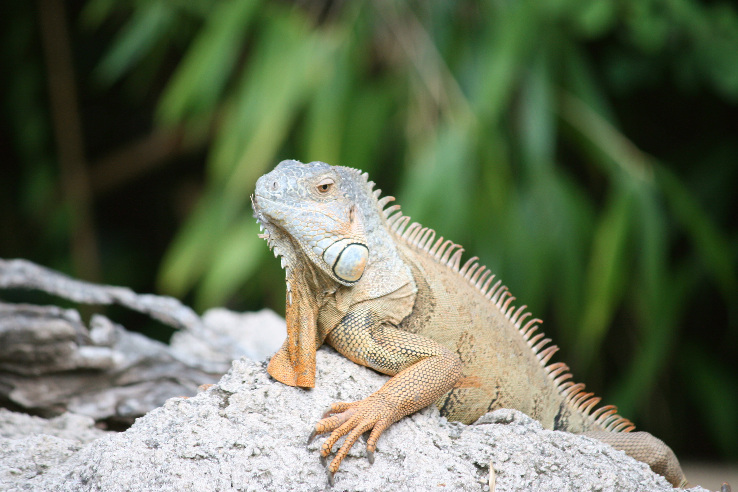 iguana