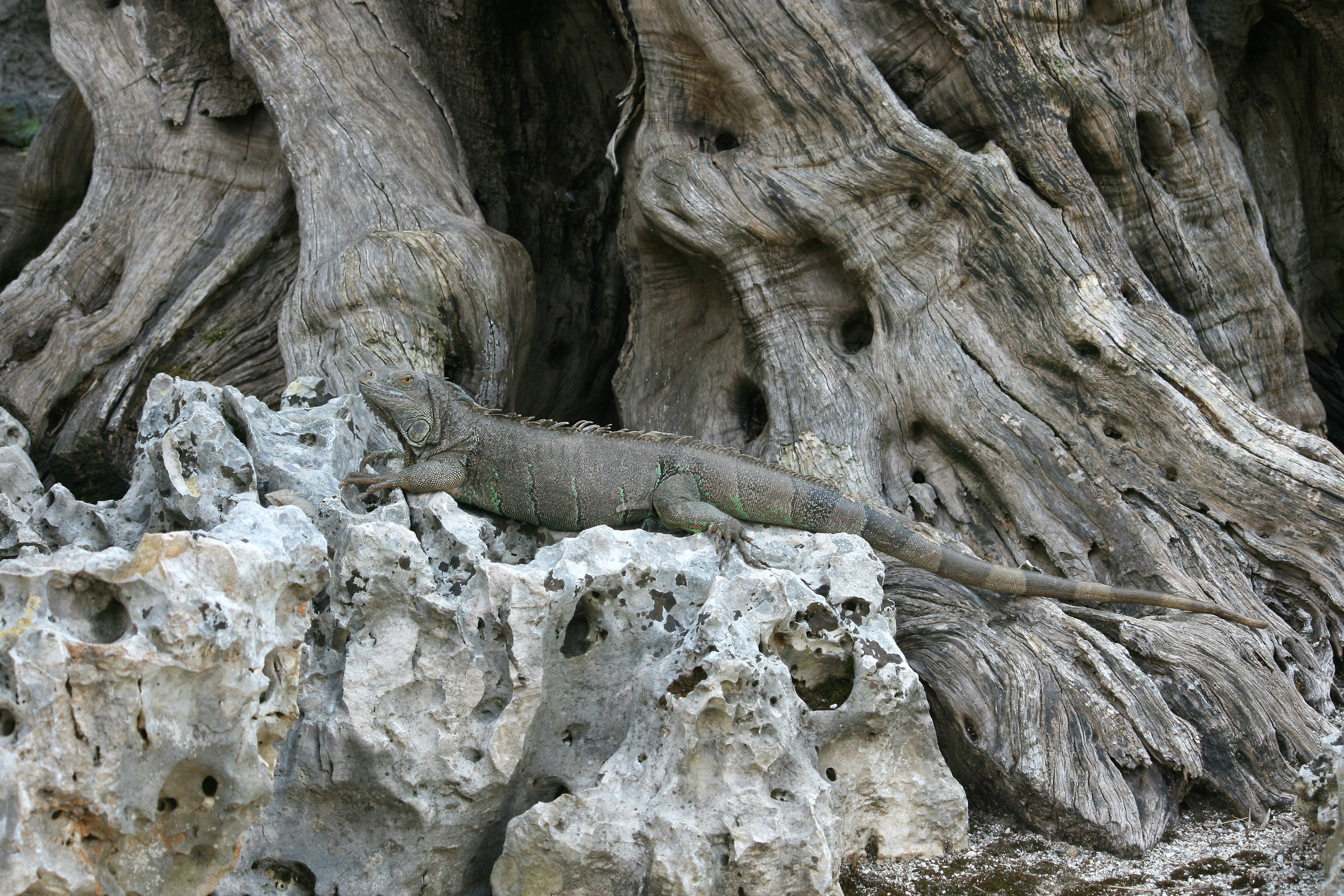 iguana