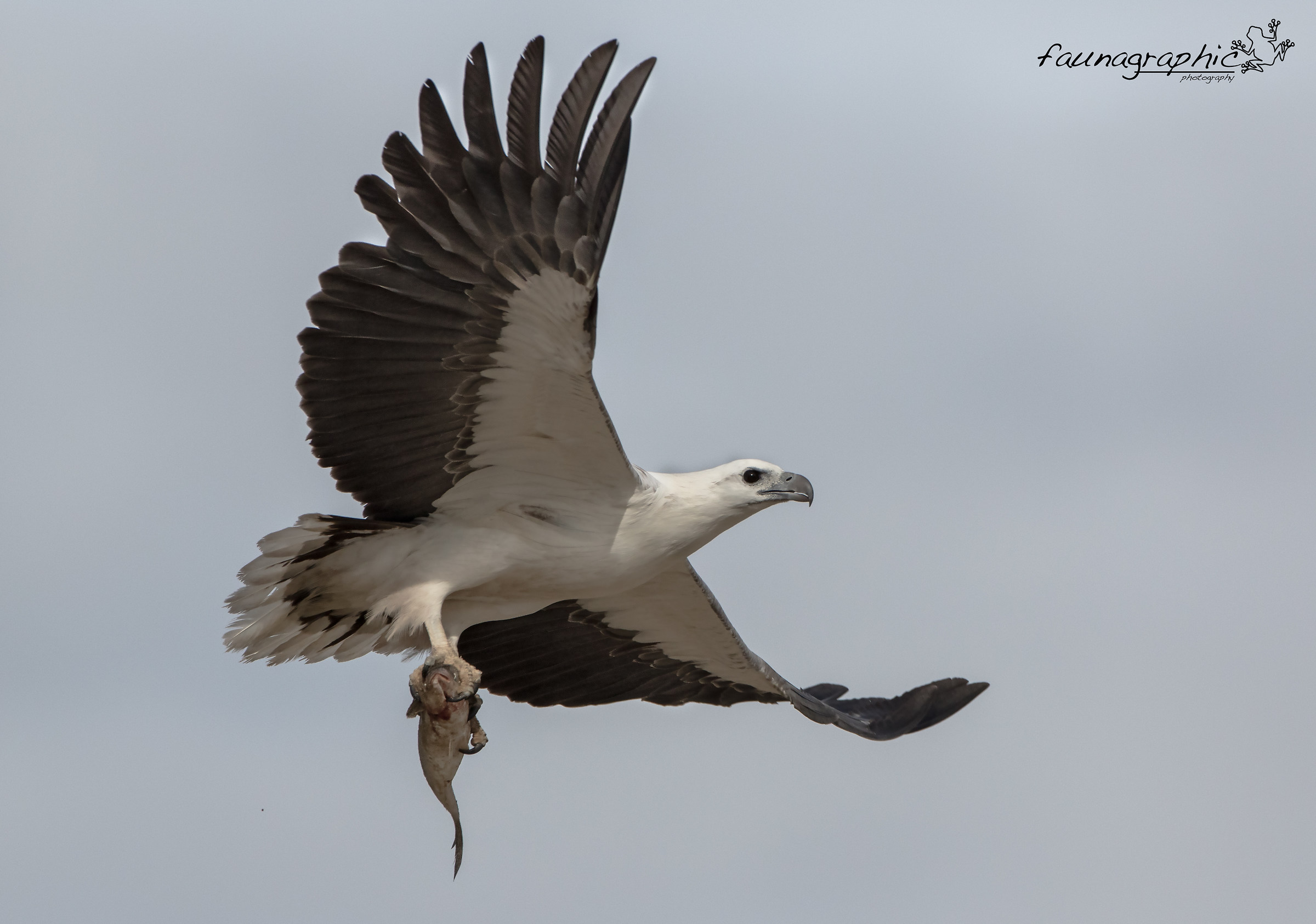 White Bellied Sea Eagle with fish