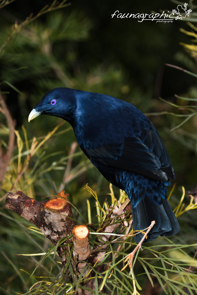 Satin Bowerbird Male