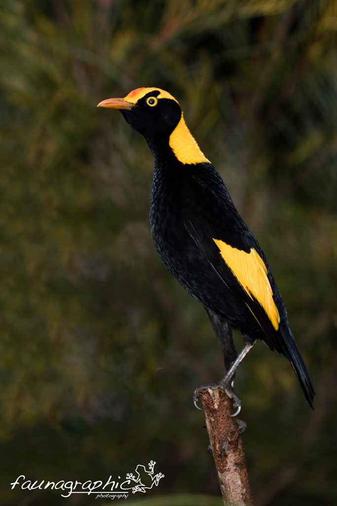 Regent Bowerbird Male