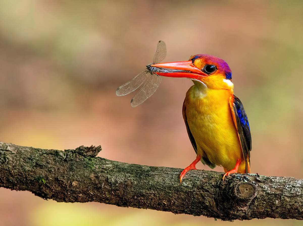 Oriental Dwarf Kingfisher with Dragon fly.
