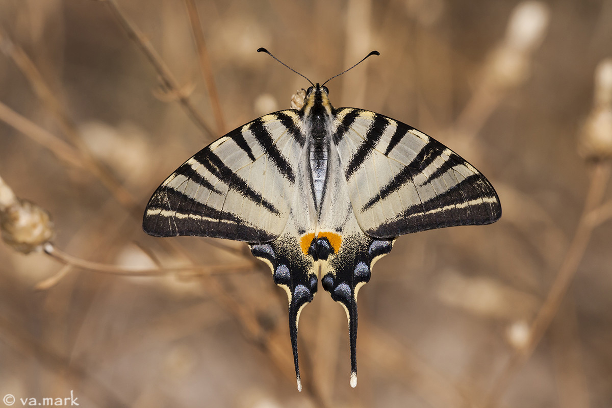 Scarce Swallowtail