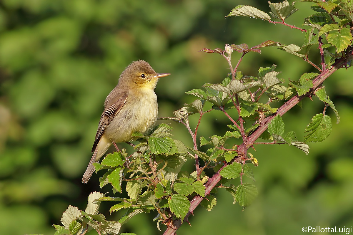 Melodious Warbler (Hippolais polyglotta)