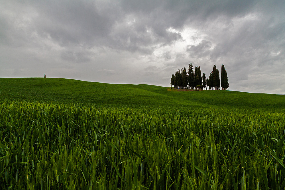 Cipressi di San Quirico