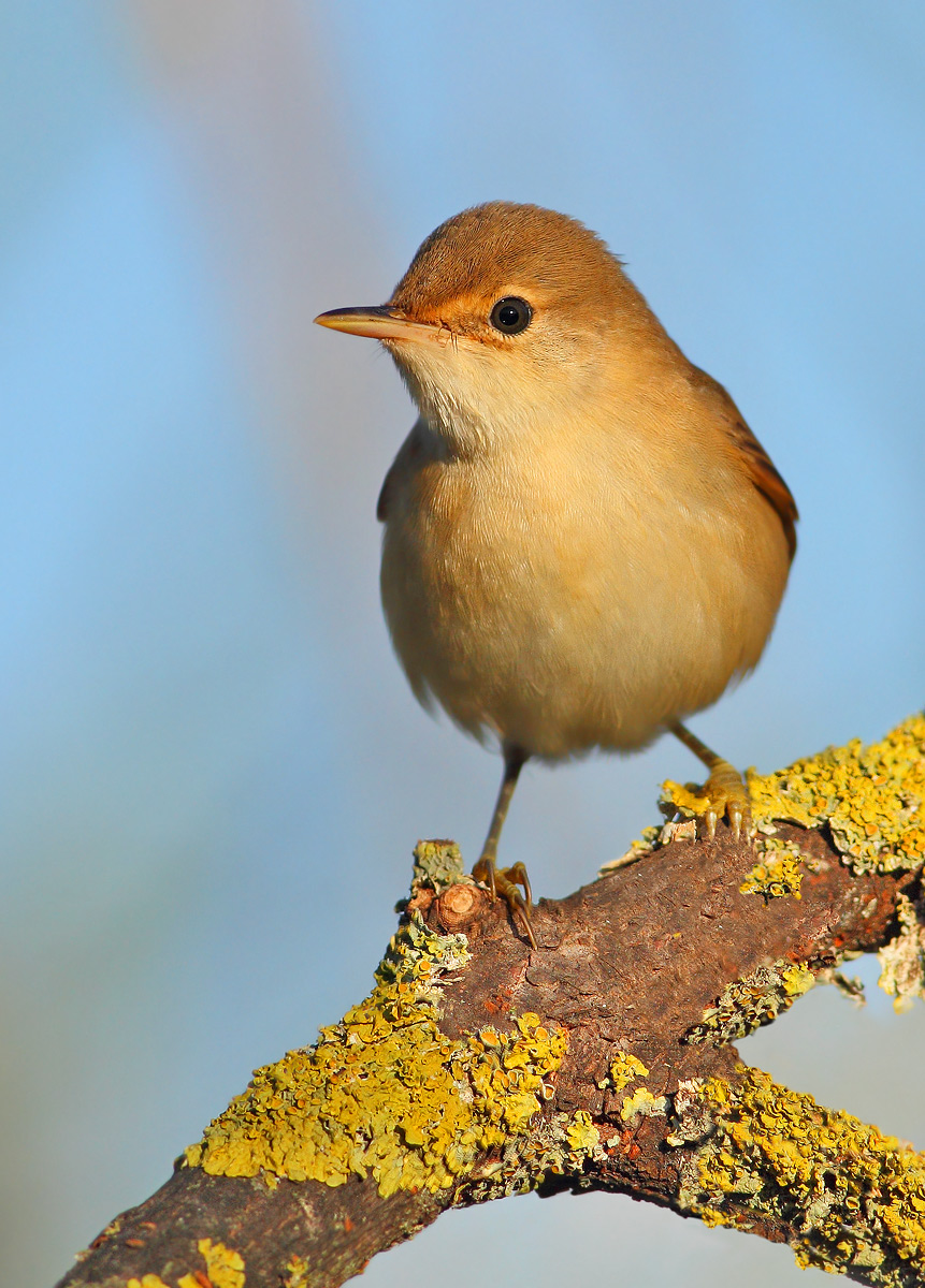 reed warbler