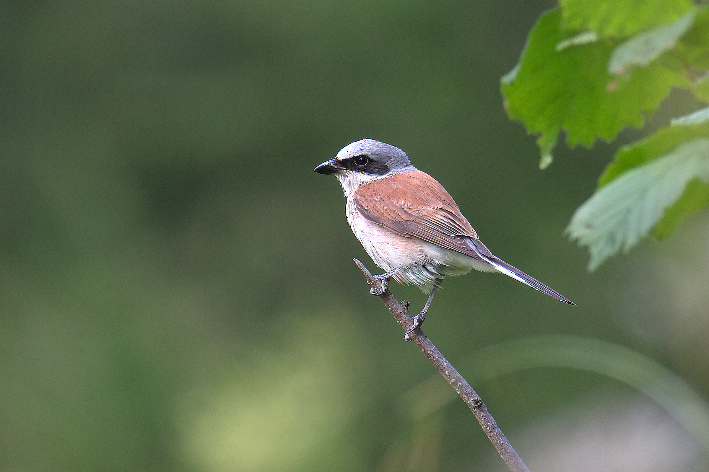 shrike