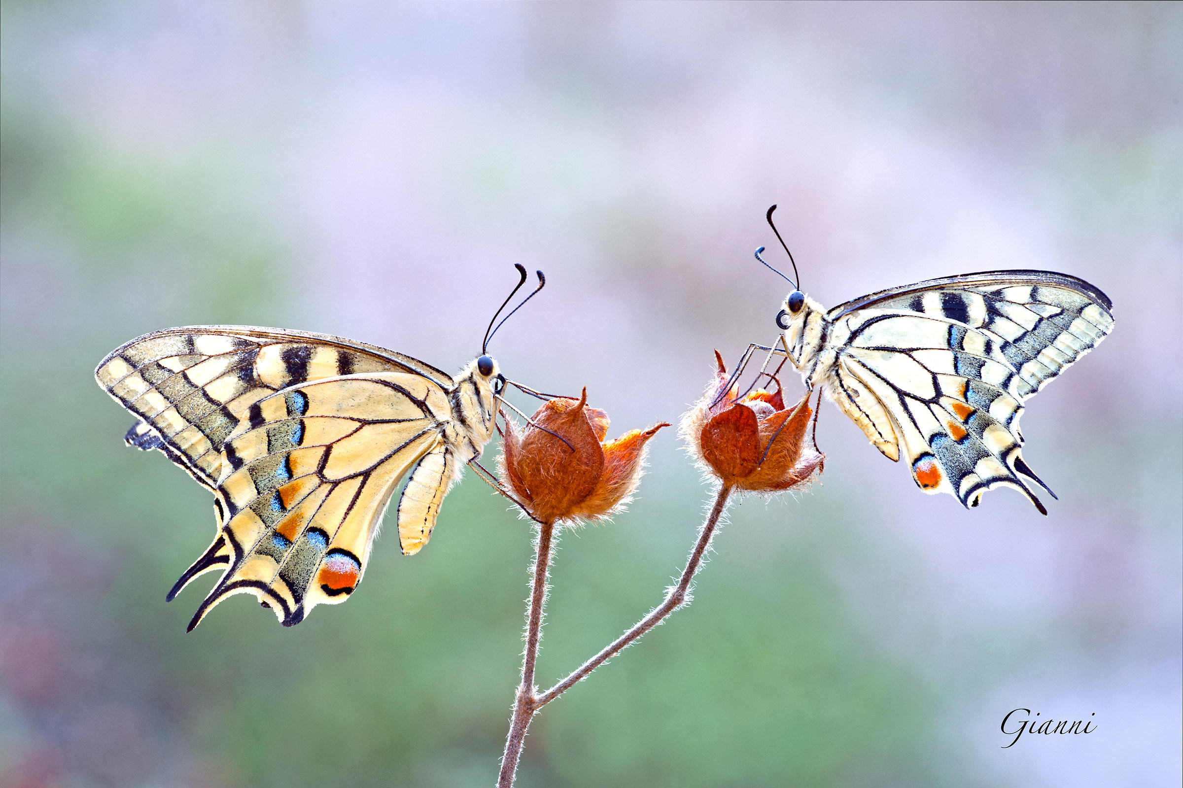 King & Queen ..... .....