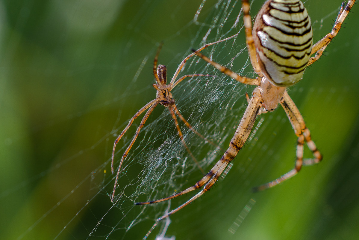 argiope