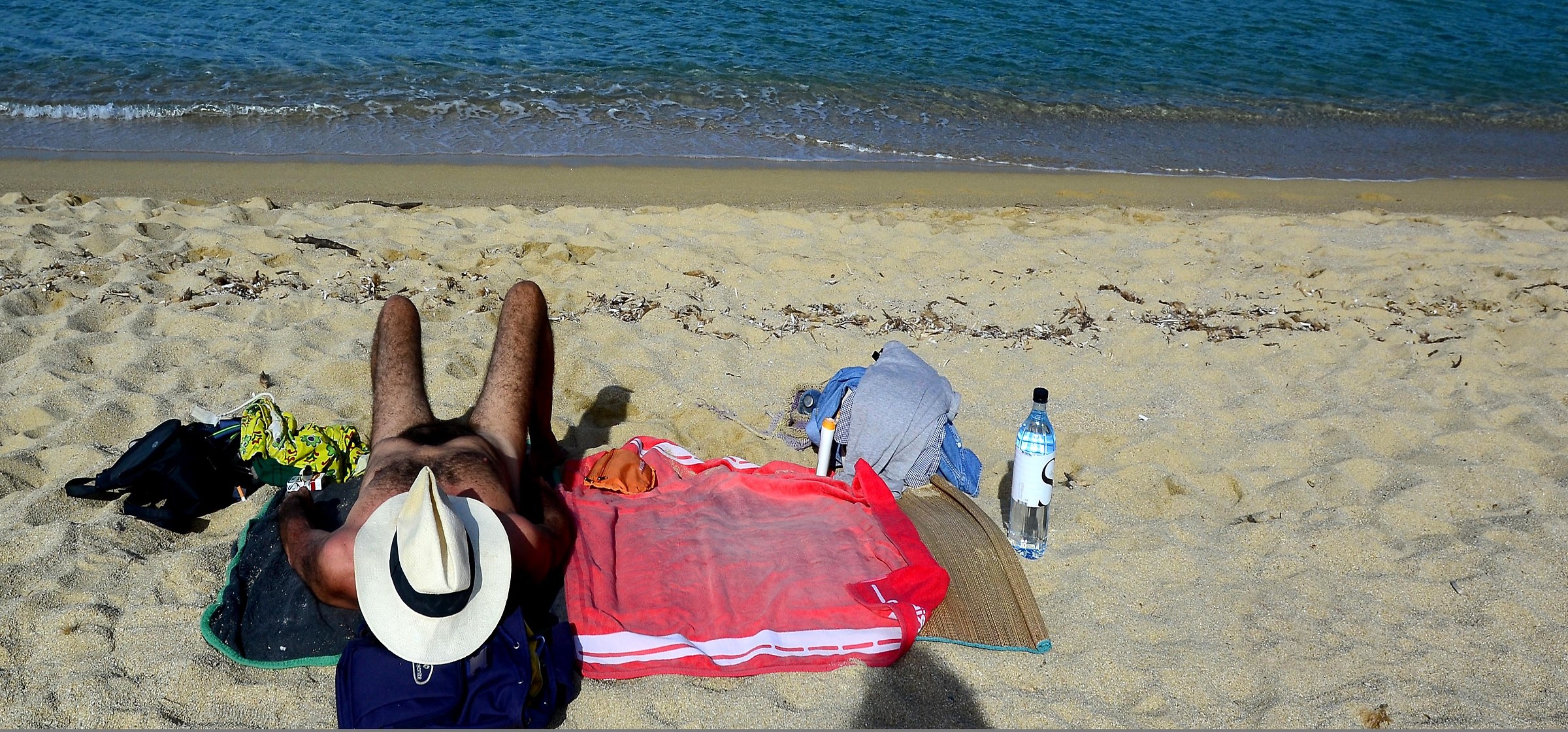 The usual Poodle with Panama - 2014 Algajola