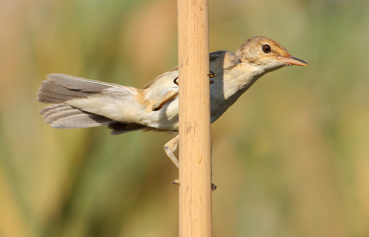 Young warbler