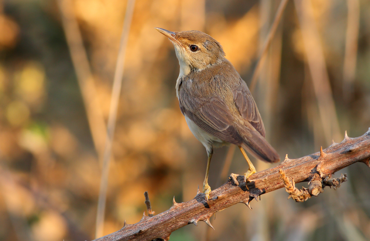 Young warbler