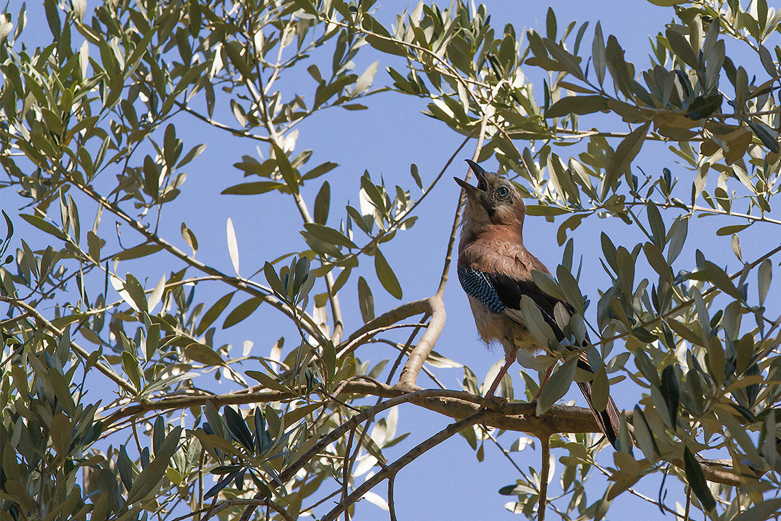 Ghiandaia sugli ulivi della Val d'Orcia