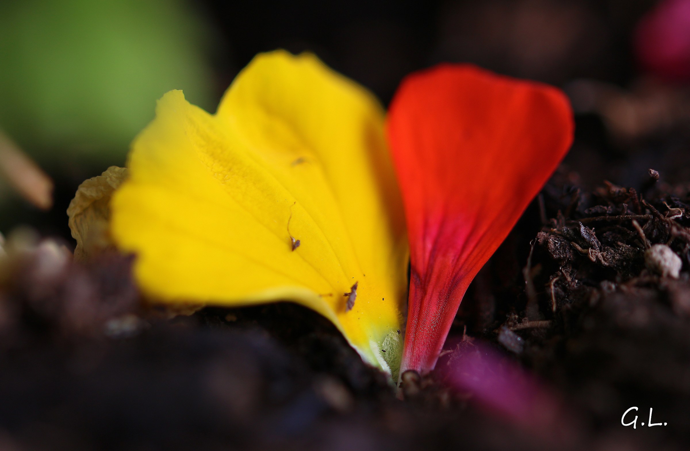 due petali caduti a formare un cuore :)