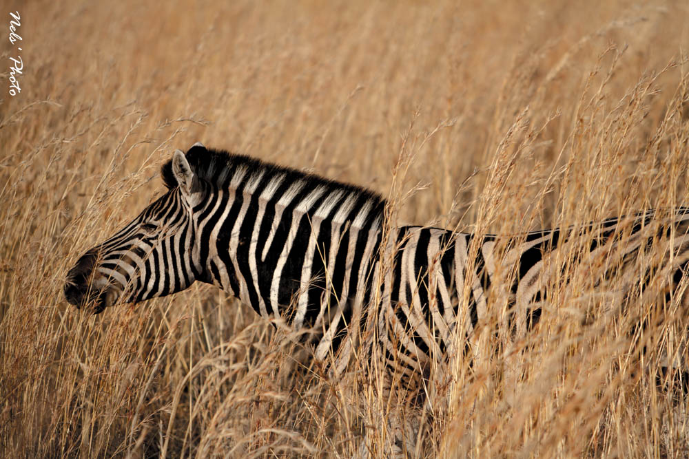 Zebra nel bush