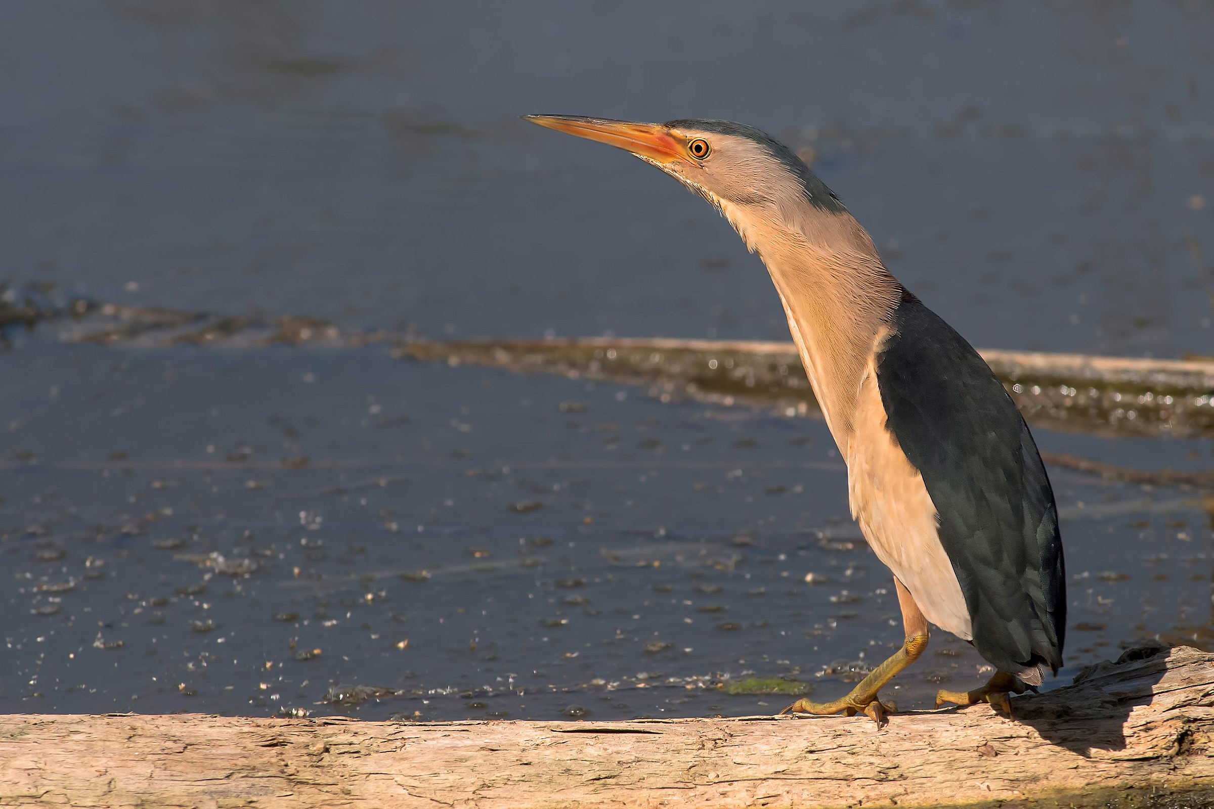 bittern at sunset
