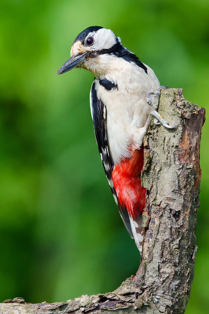 Picchio rosso maggiore