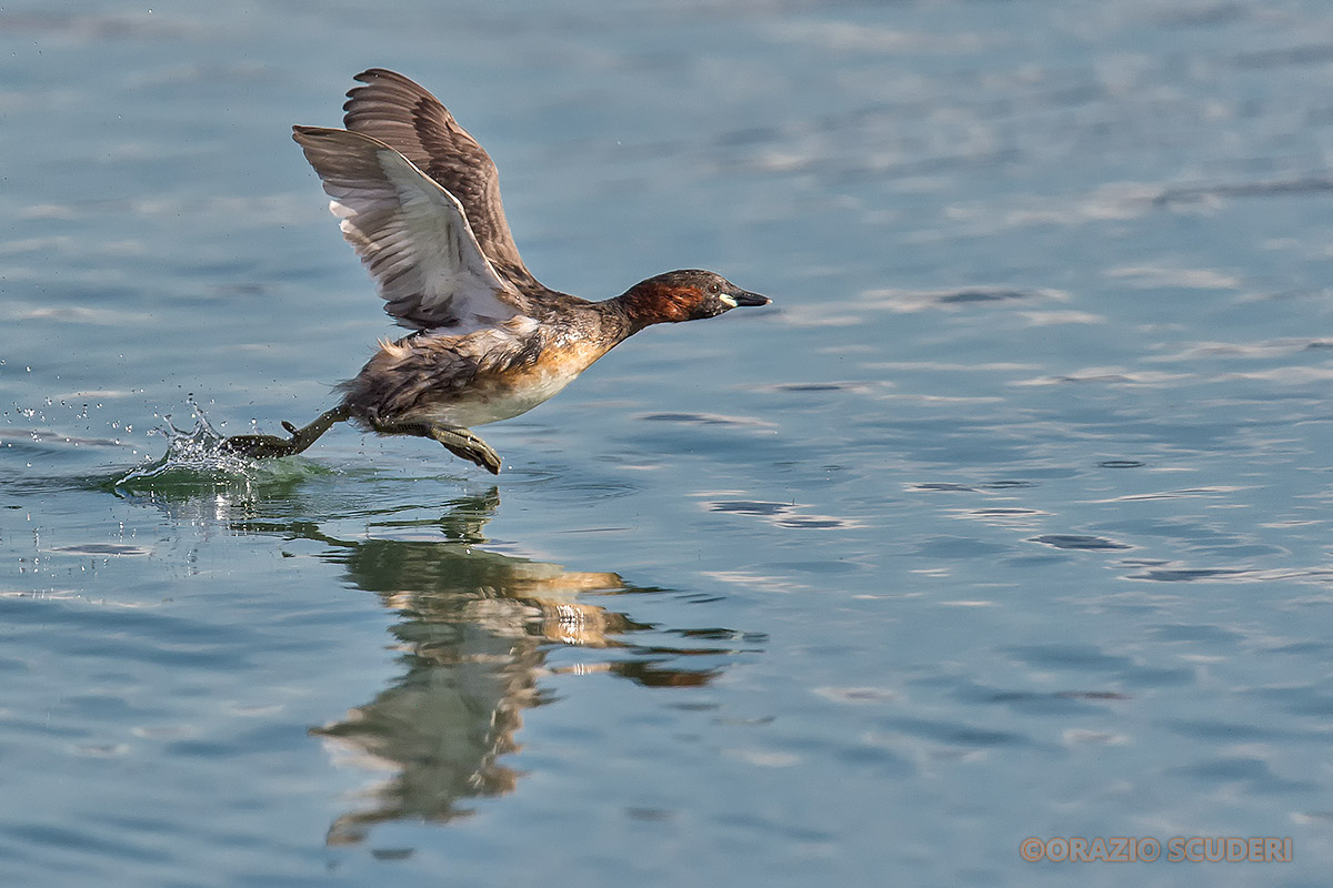 Tachybaptus ruficollis
