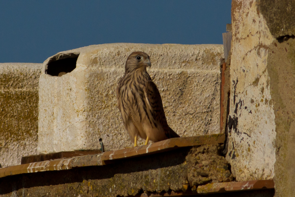 Lesser Kestrel juv.