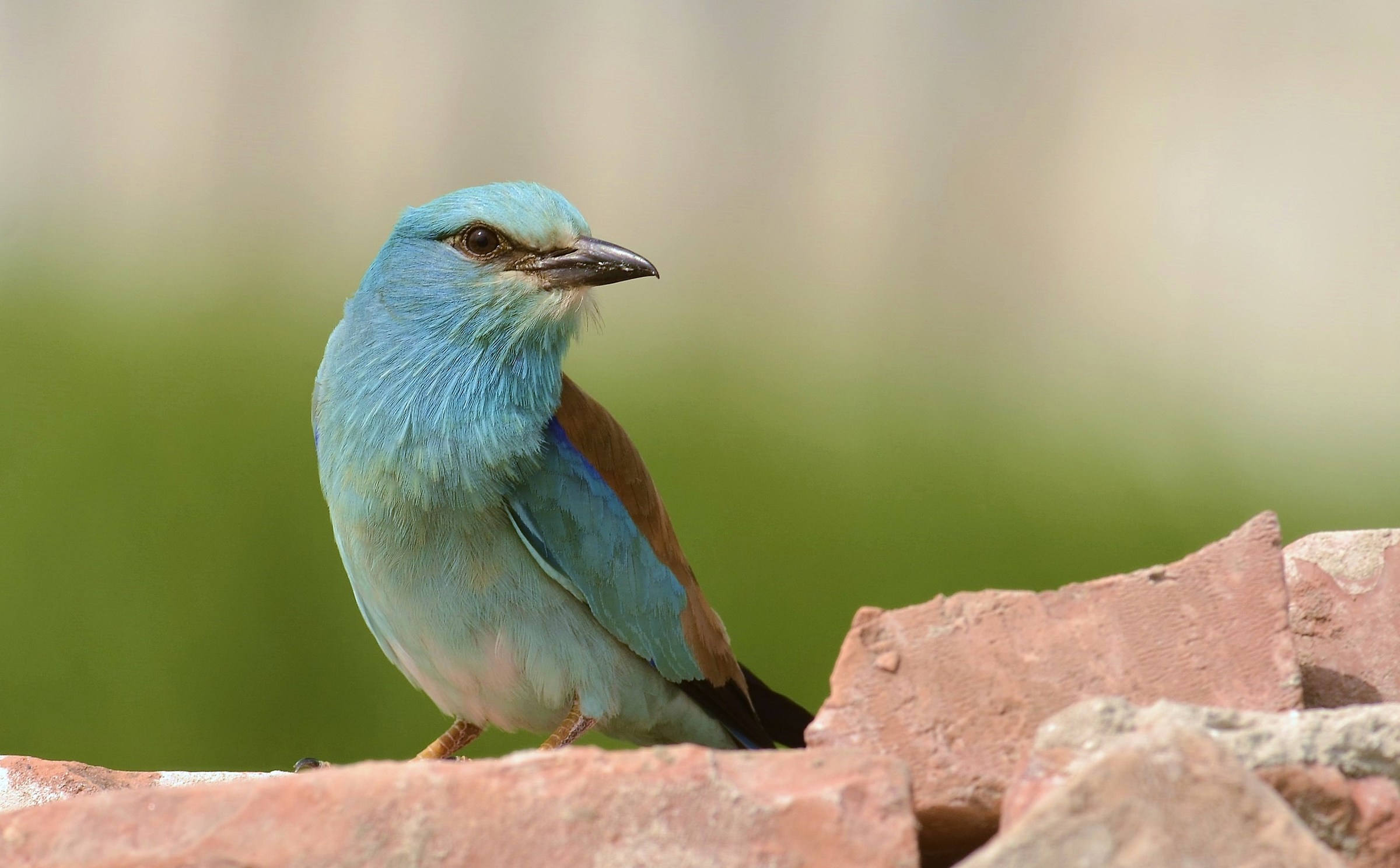 European Roller