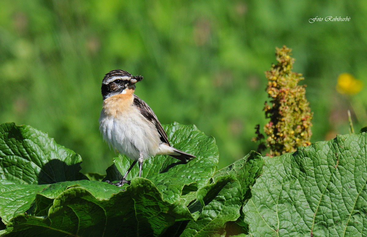 A caccia sulle foglie...