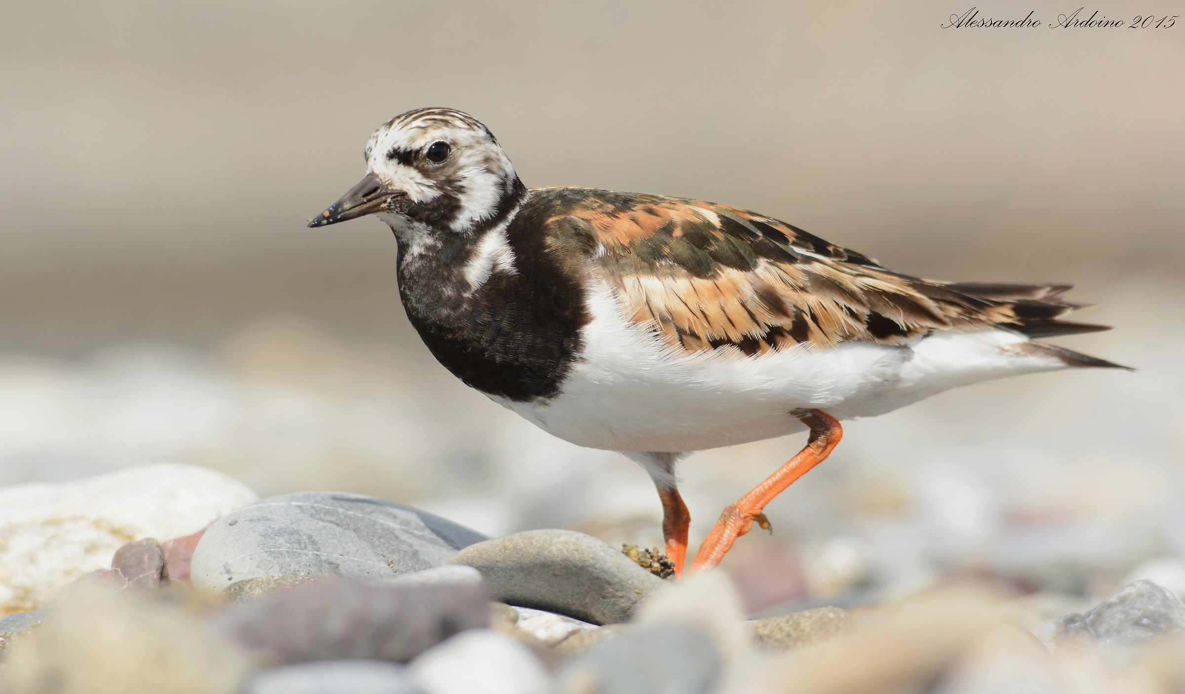 Ruddy Turnstone