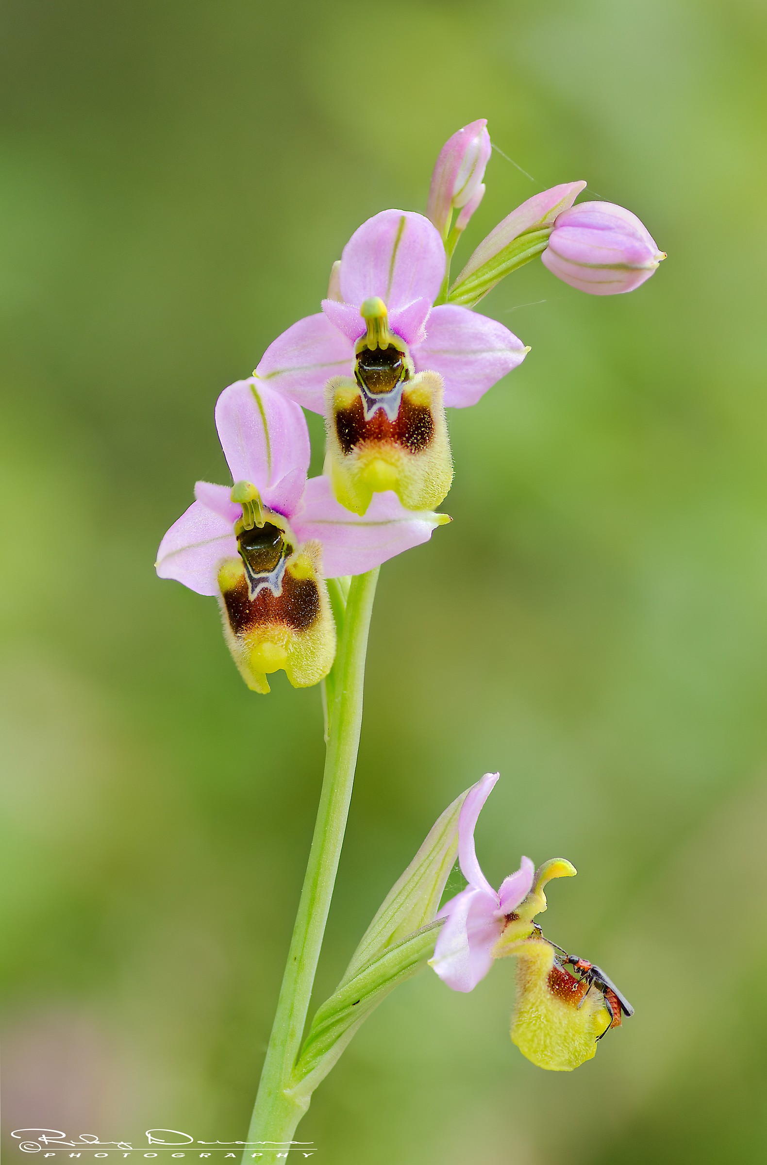 Ophrys tenthredinifera & pollinator