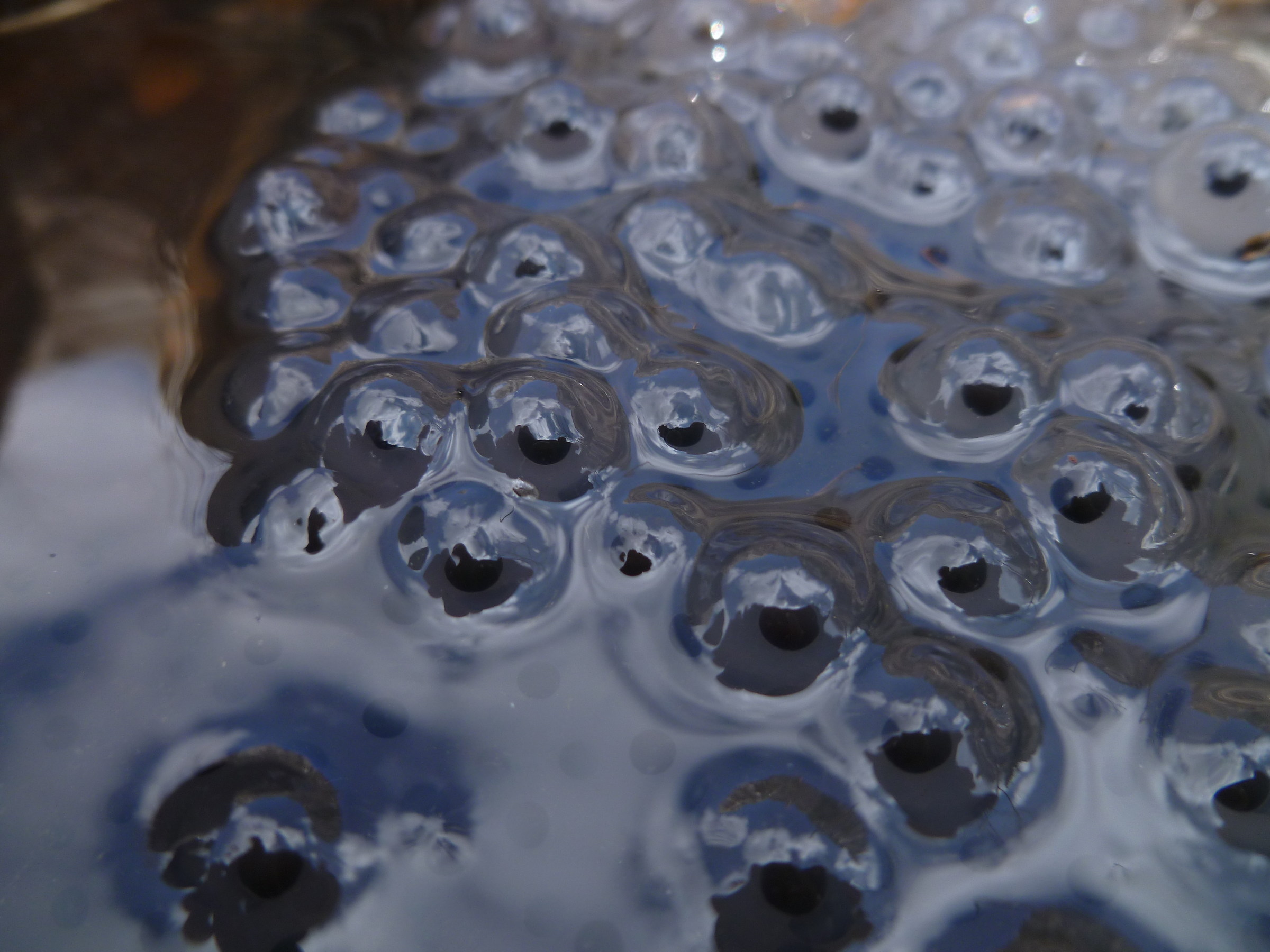 frog eggs, high valley tanaro