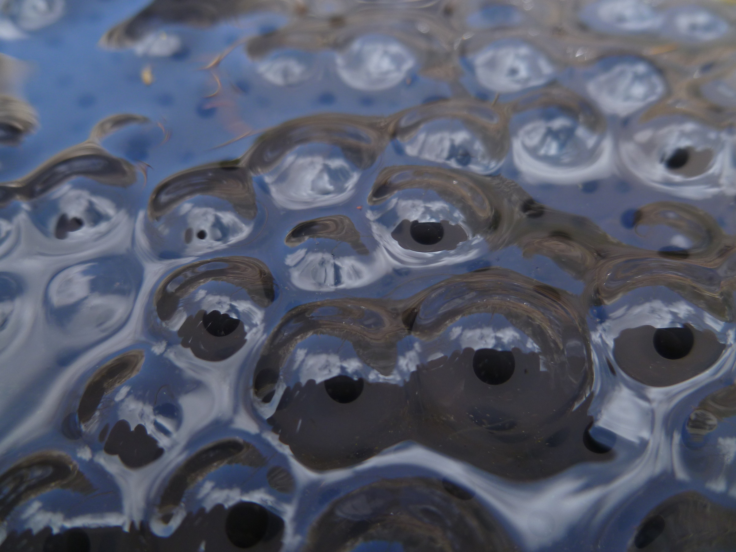 frog eggs, high valley tanaro