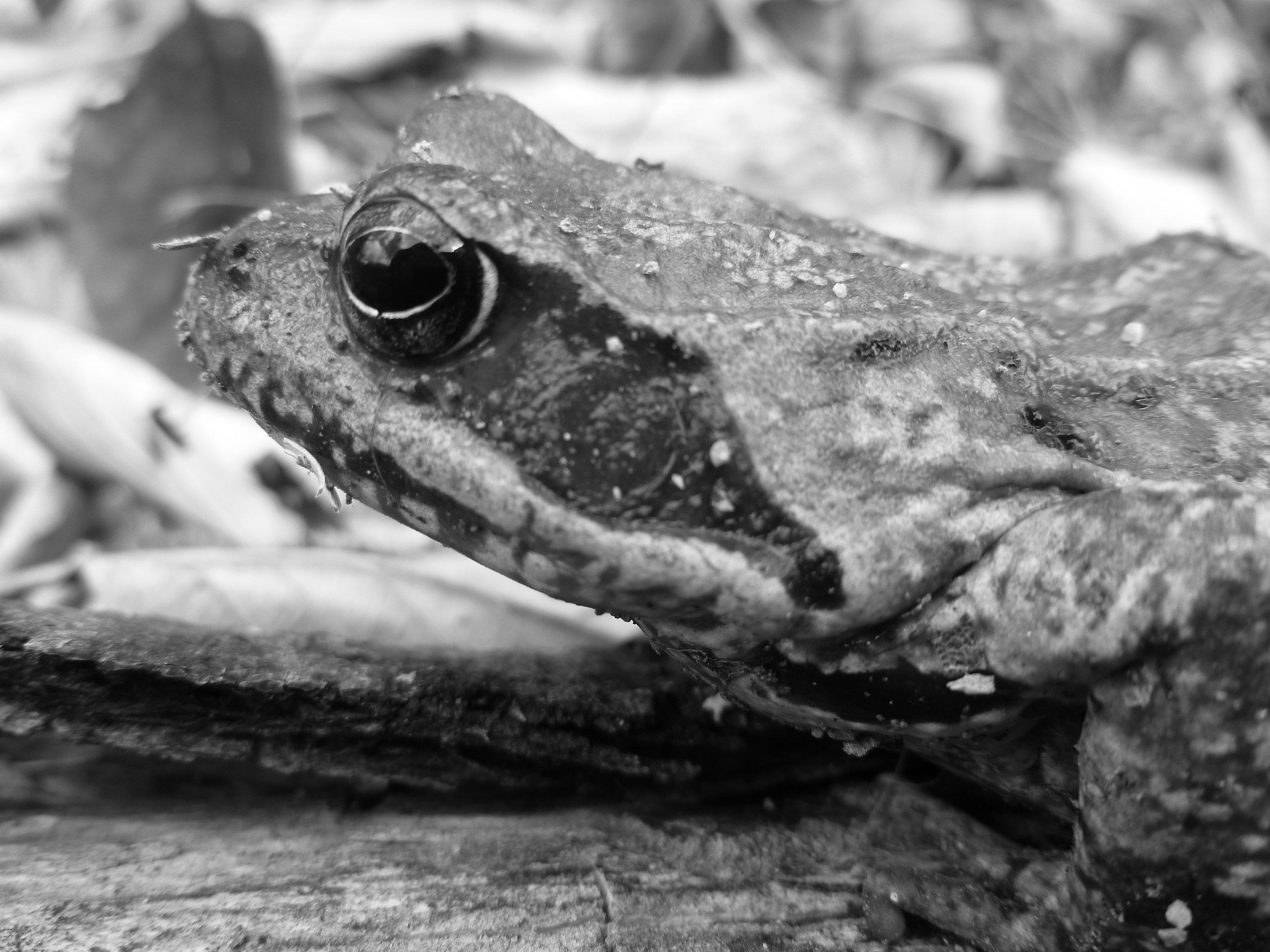 Toad, Alta Valle Tanaro
