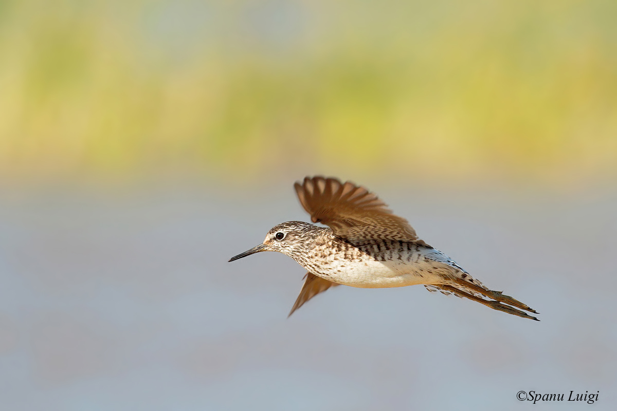 Wood Sandpiper