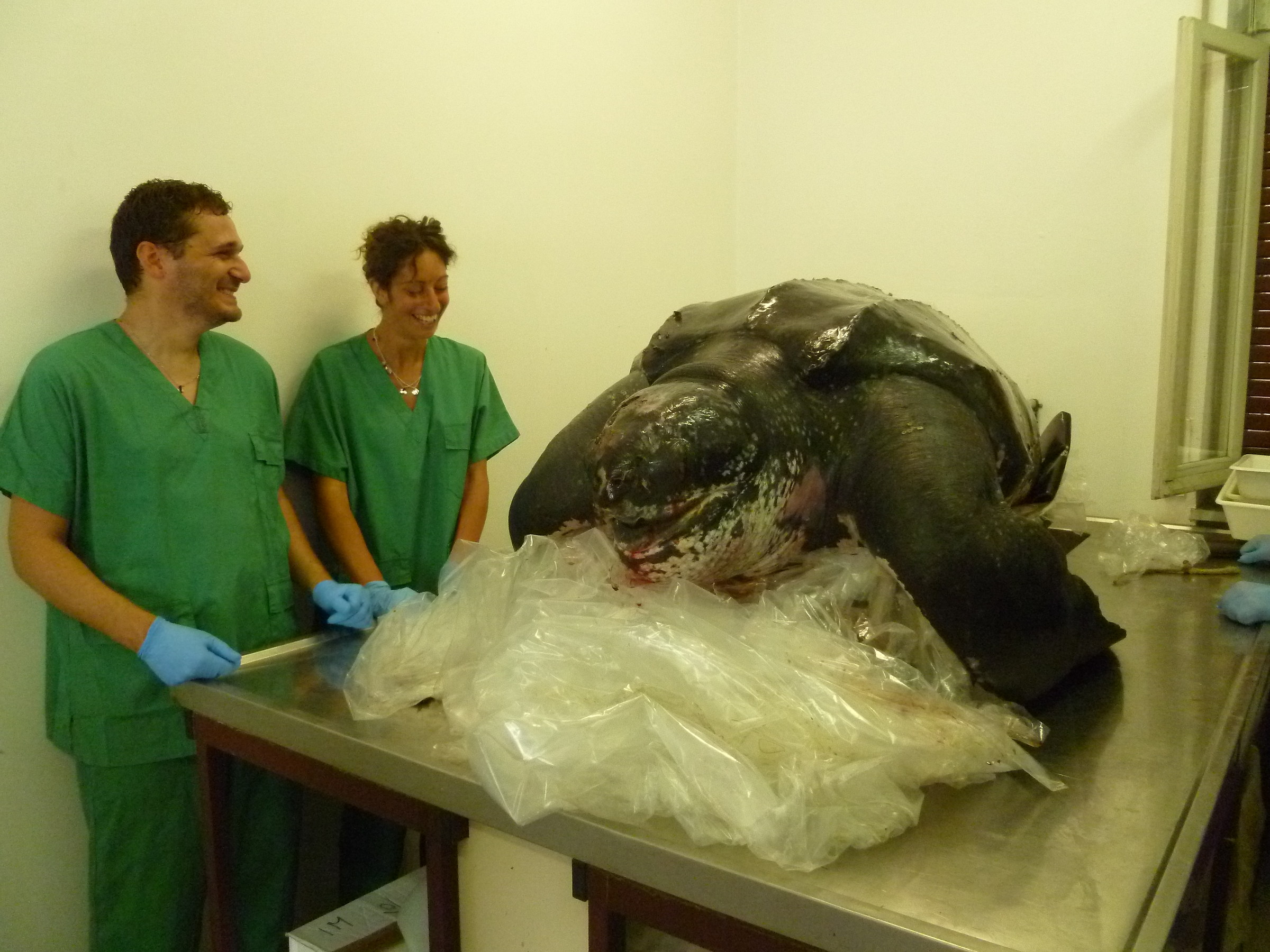 Dermochelys coriacea, Imperia (Liguria, Italy)