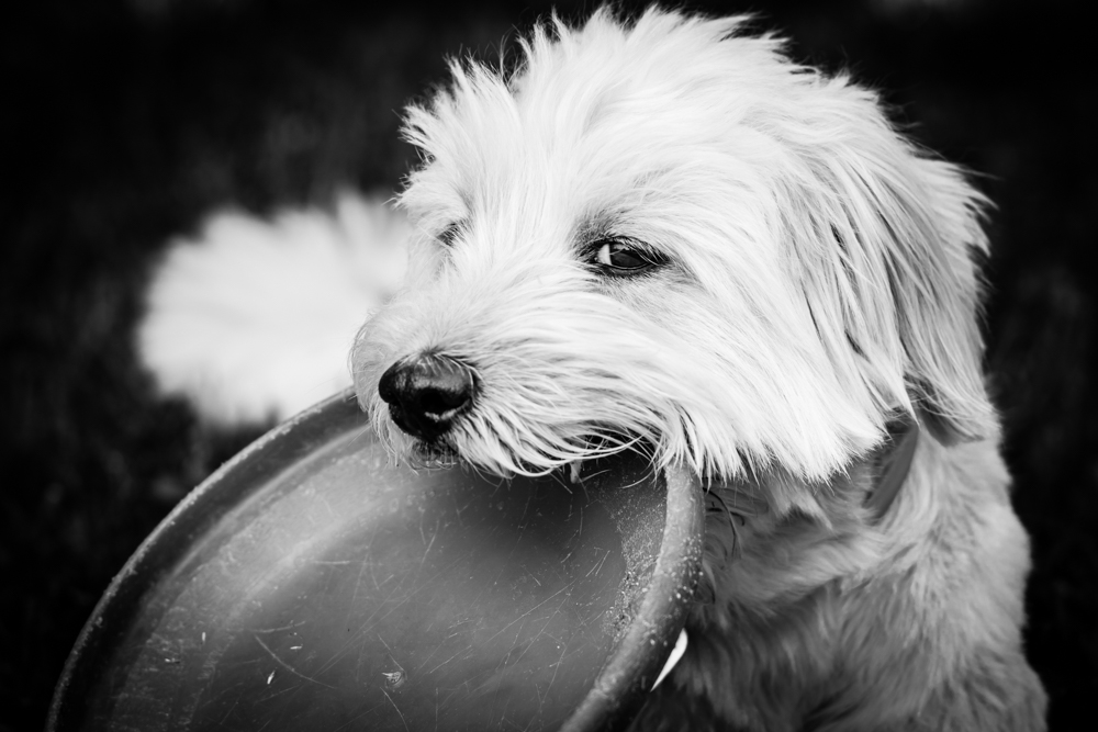 Non vorrai prendermi il frisbee...vero?
