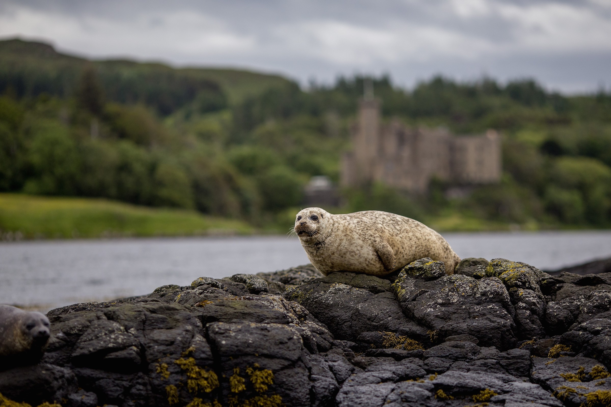 A seal at Dunvegan Castle