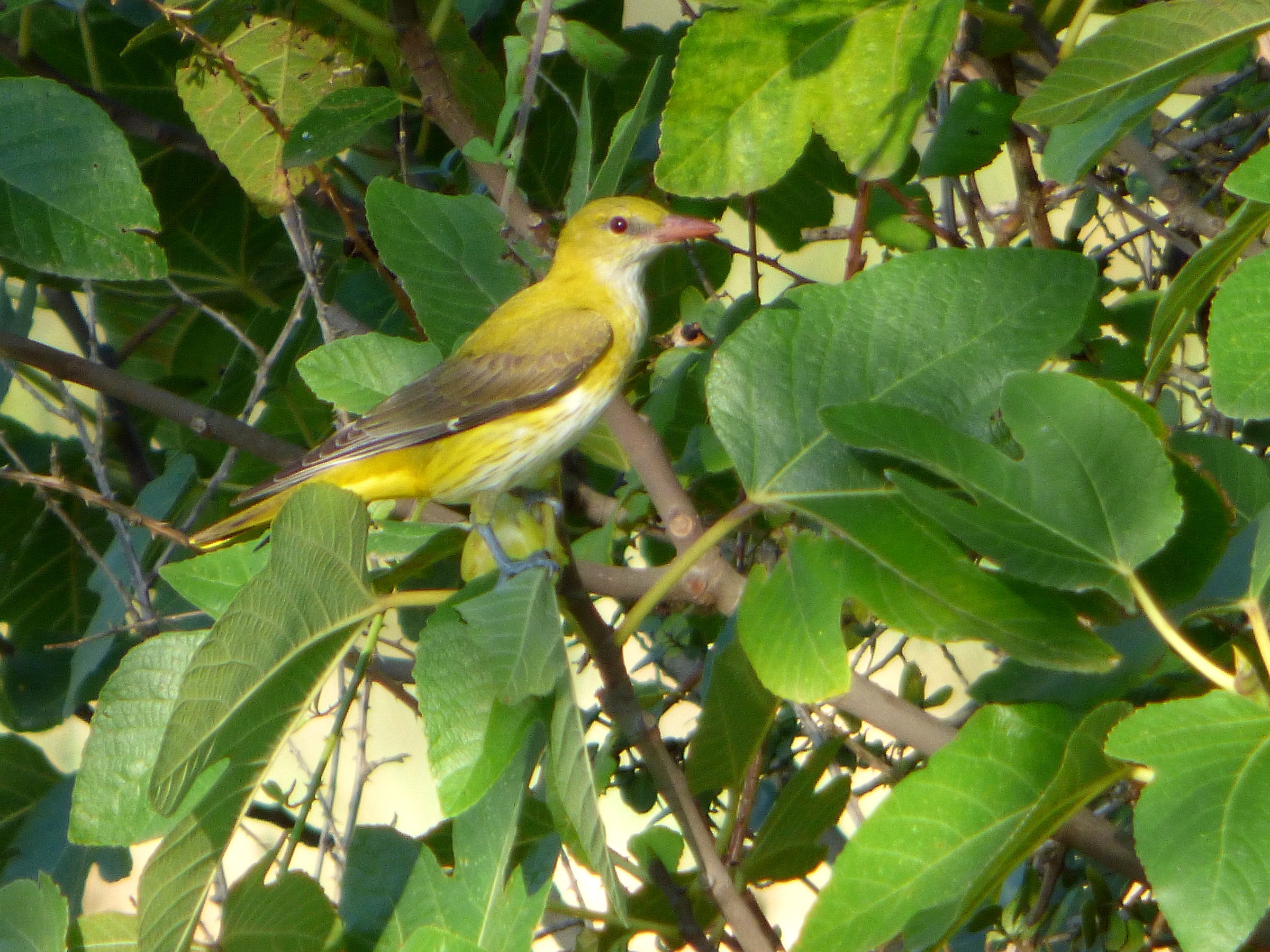 oriole oriole or the fig tree house