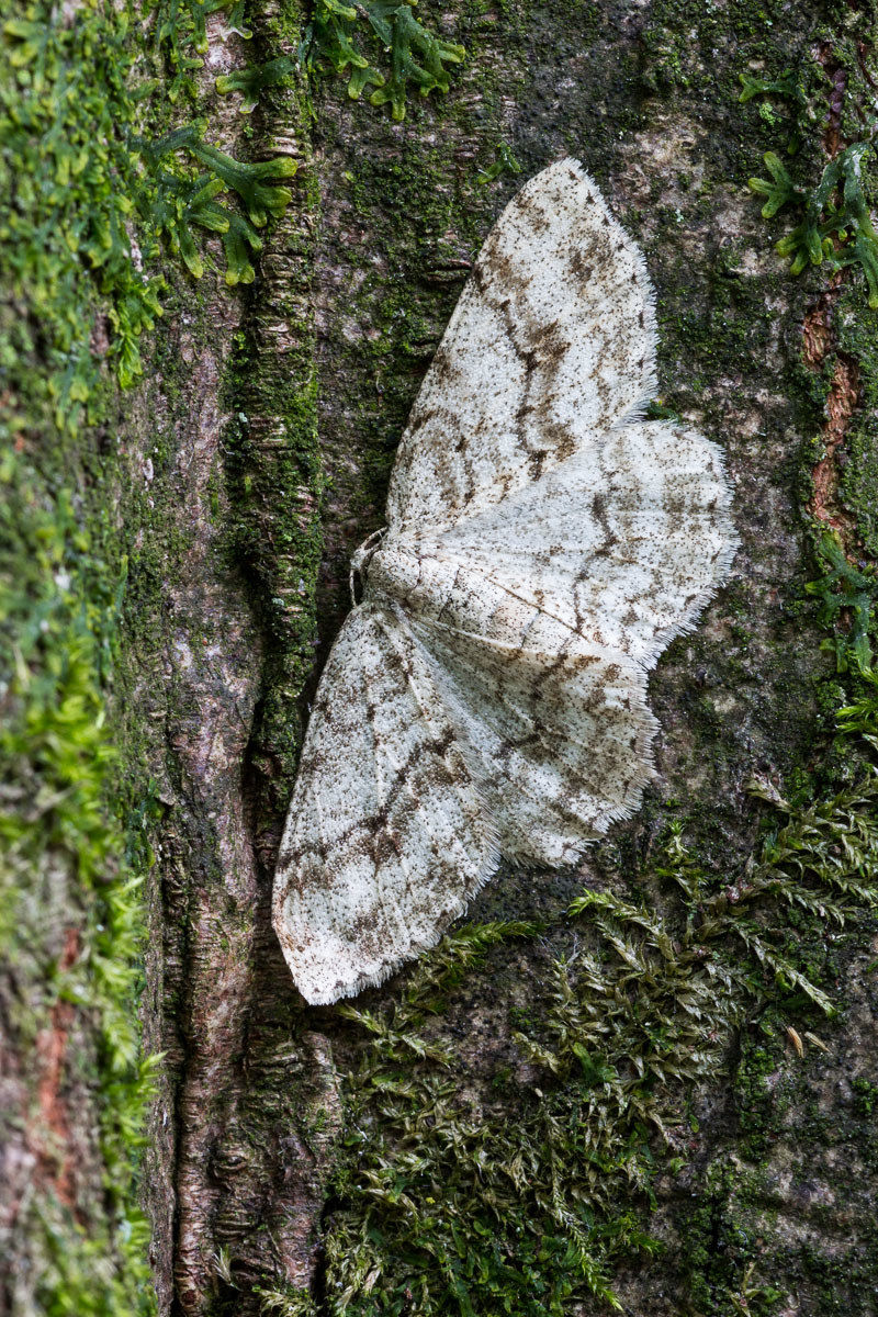 Peribatodes rhomboidaria - Geometride