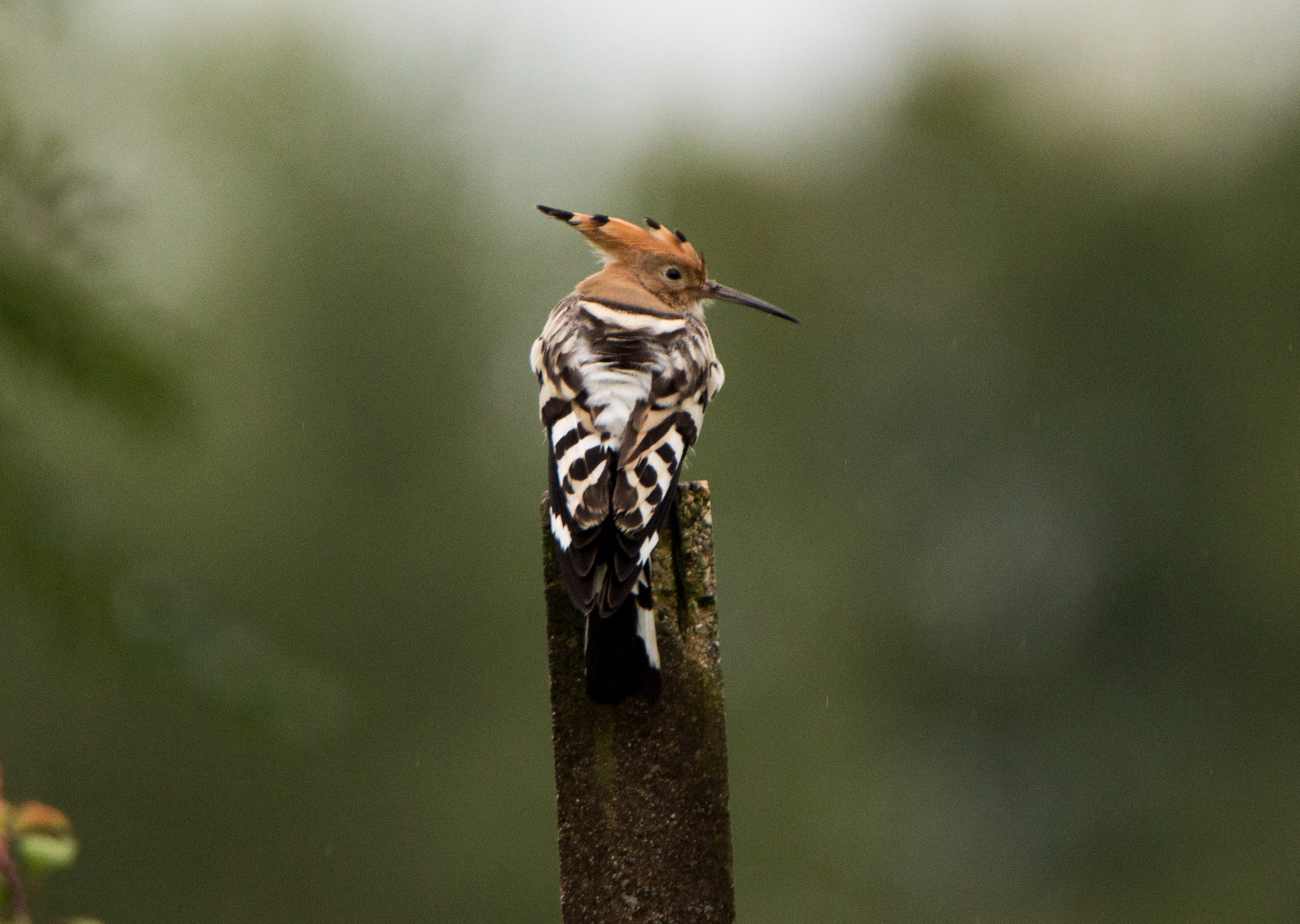 hoopoe