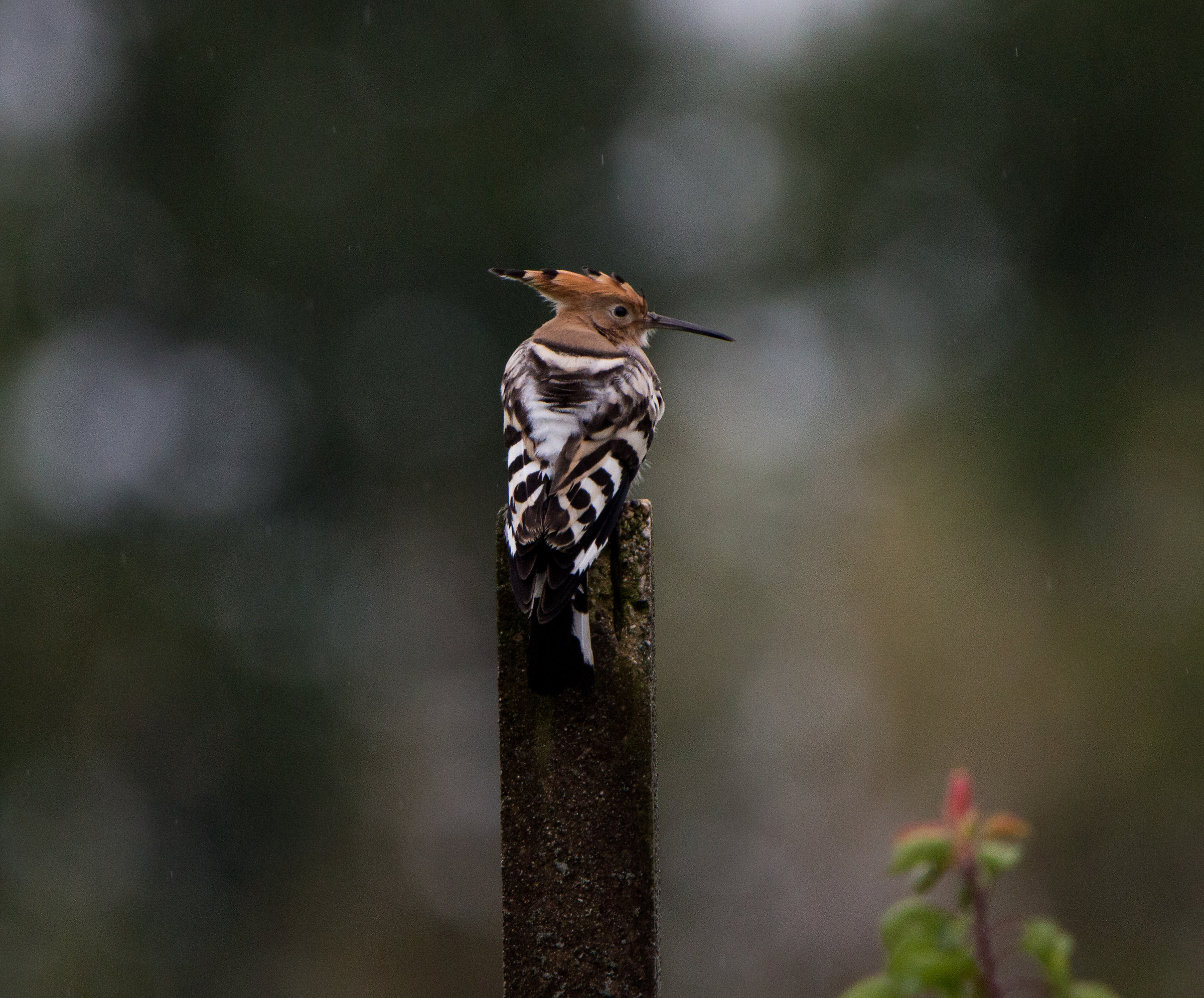hoopoe