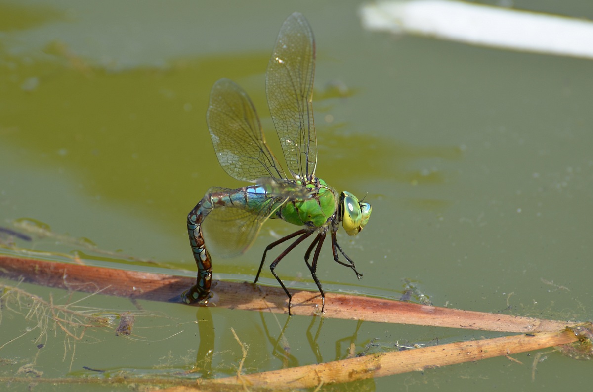 Emperor Dragonfly while laying