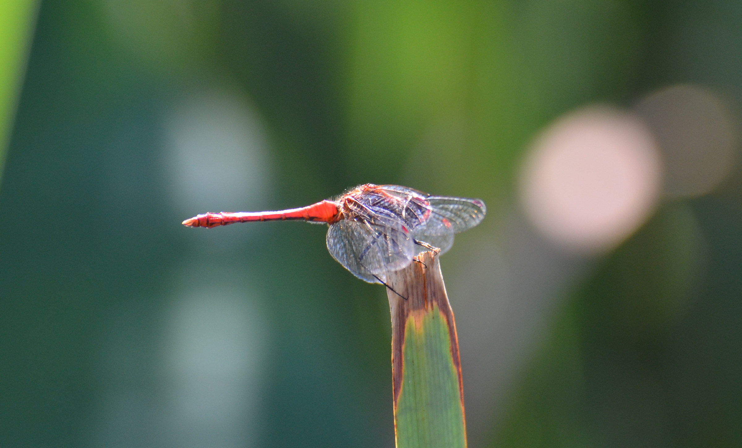 Sympetrum sanguineum