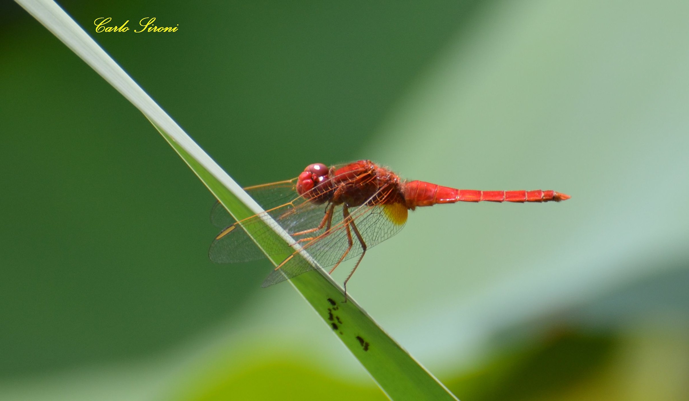 Crocothemis erythraea maschio