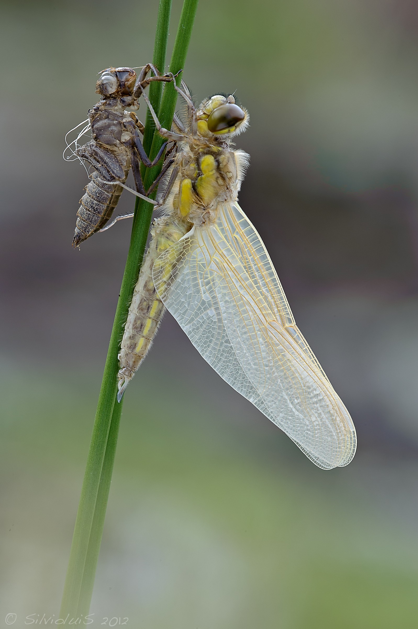 Dragonfly quadrimaculata