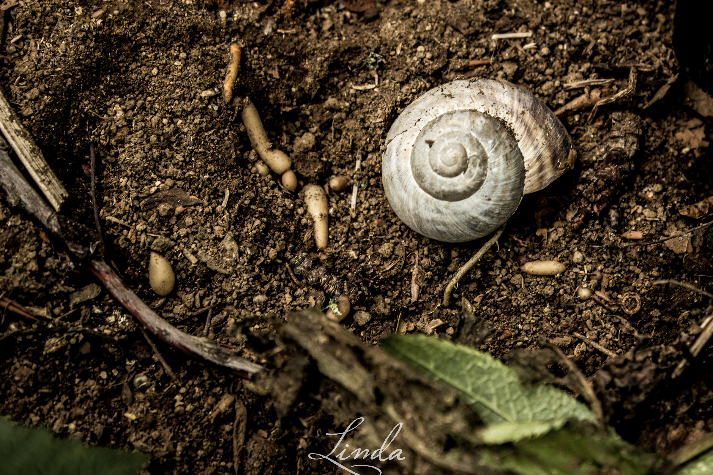 snail