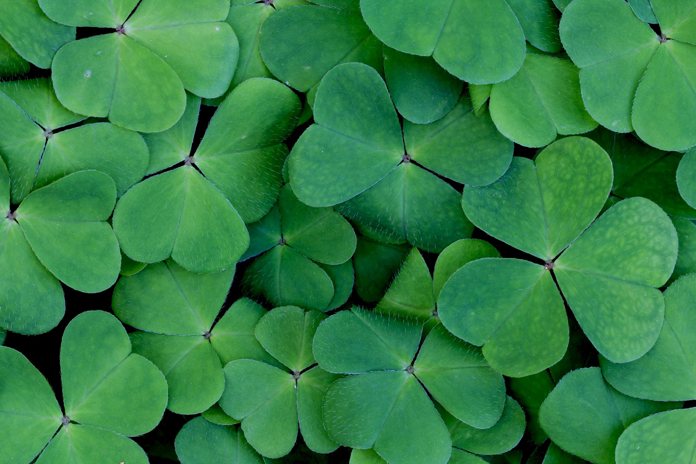 Shamrock rhizomatous.