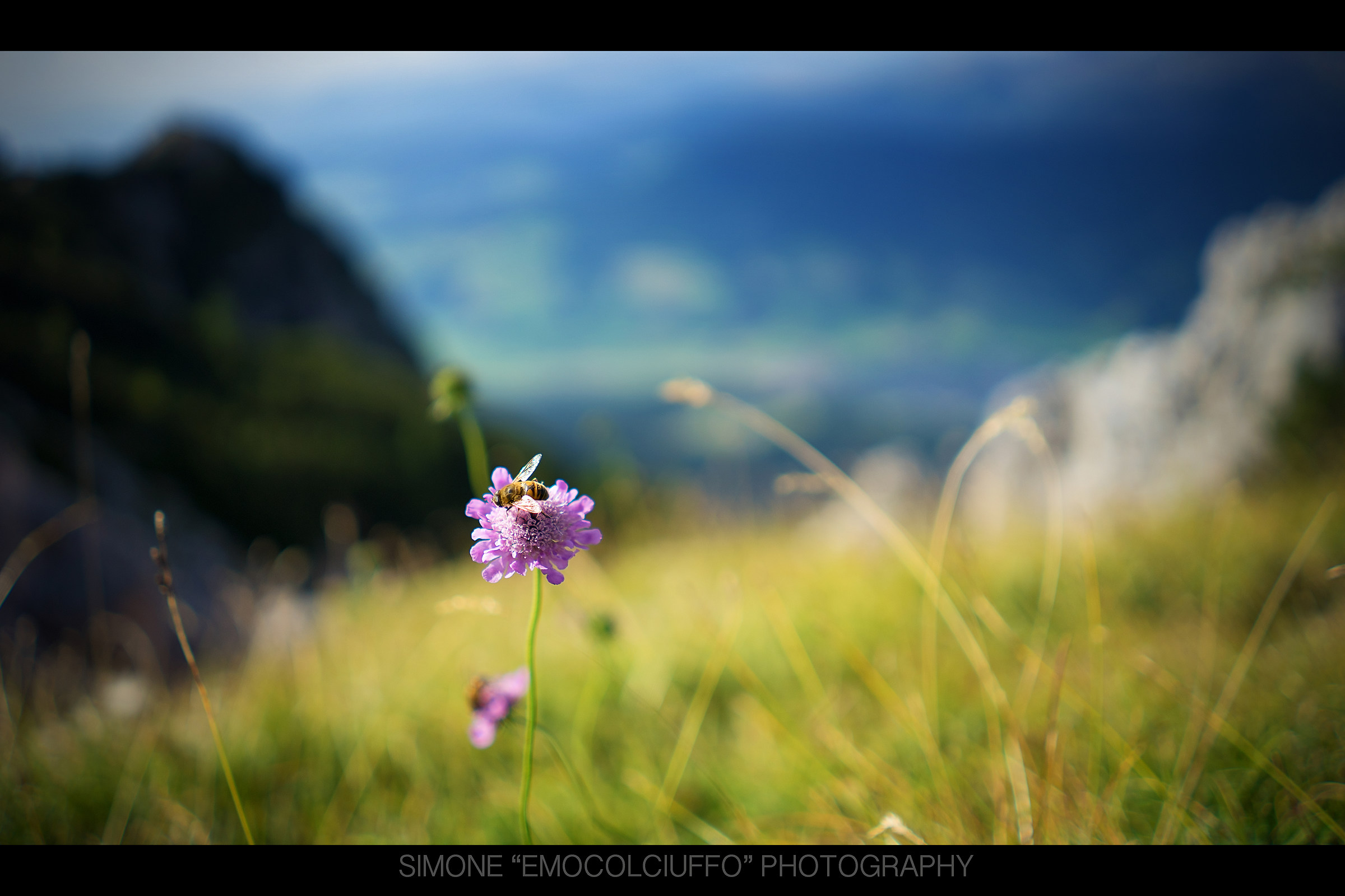 Ape a 2160mt di altitudine