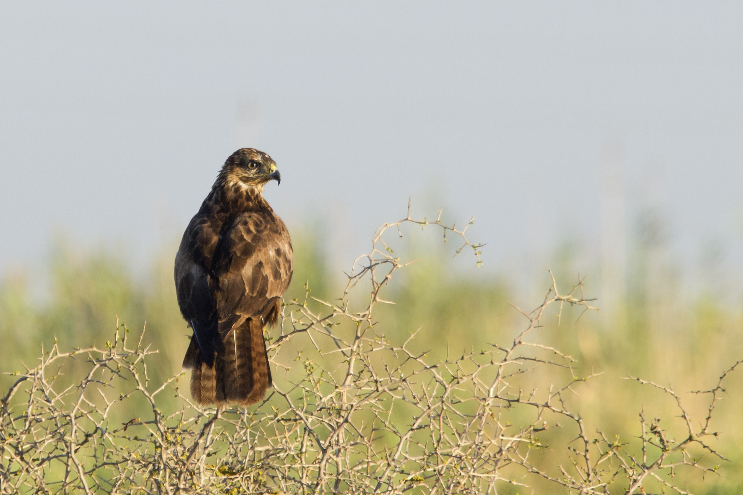 Buteo buteo