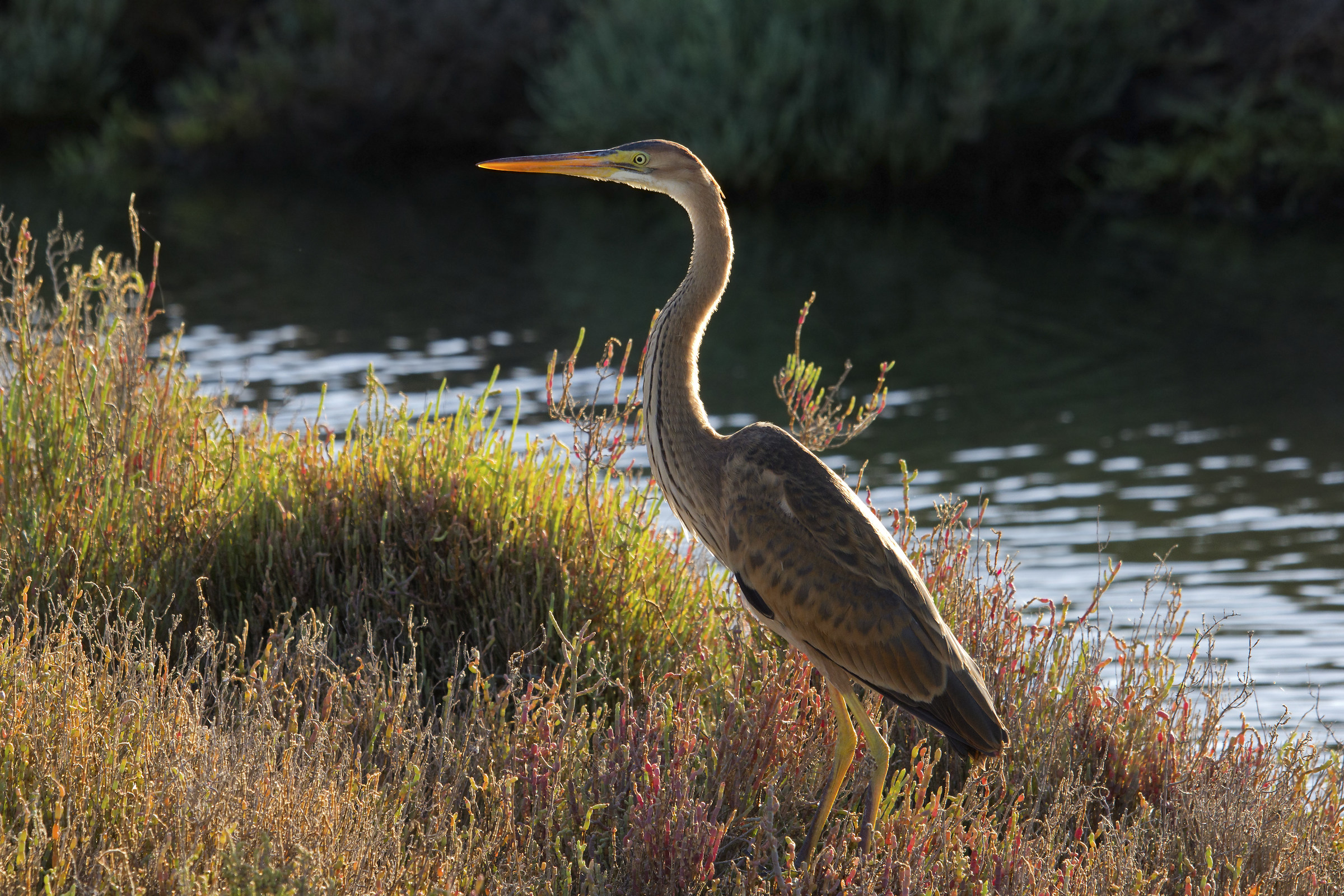 Ardea Purpurea